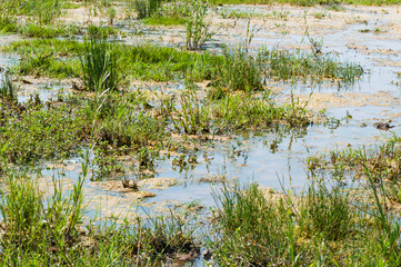 Closeup of a swampy area