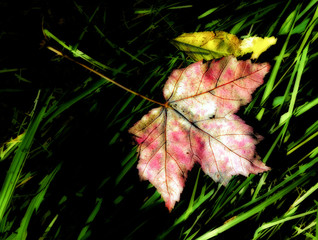 Variegated Fallen Crimson Maple Leaf