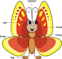 Cute cartoon butterfly. Vocabulary of body parts