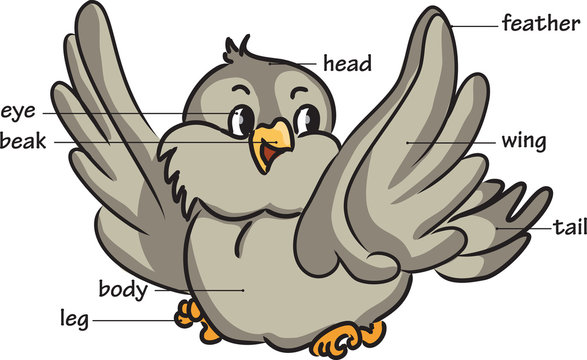 Cartoon bird. Vocabulary of body parts.