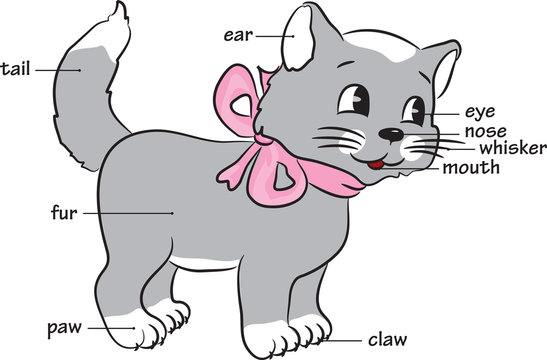 A cute cartoon cat.Vocabulary of body parts.