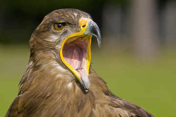eagle with open beak