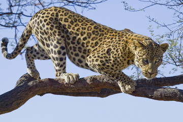 Fototapeta premium Leopard on tree