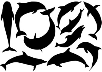 Obraz premium Dolphins vector silhouettes on white background