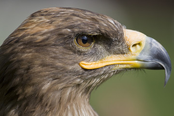 eagle head