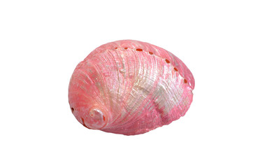 Colorful seashell on a white background