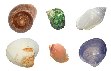 Colorful seashells on a white background