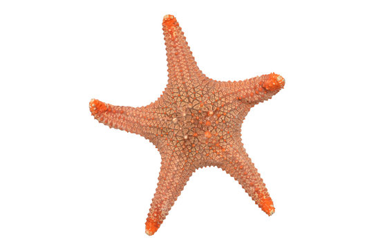 Colorful starfish on a white background