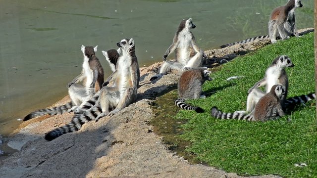 lemurs