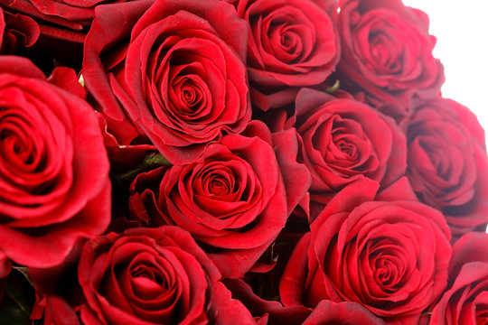 beautiful roses