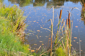 Reeds on the pond