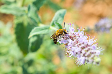 Close-up  of  Honey Bee