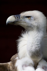 eurasian griffon