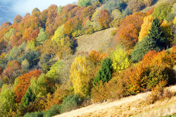 Naklejka premium autumn mountain forest