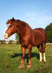 Strong horse on green grass background