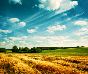 Summer Landscape with Wheat Field and Clouds - 45252880