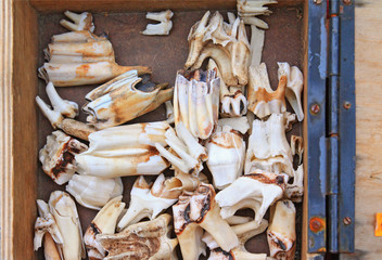 animals teeths in wooden box