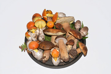 stock of edible mushrooms