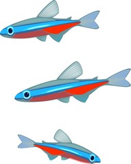 Cardinal tetra