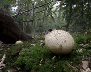 Common Earthball
