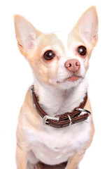 Chihuahua dog portrait