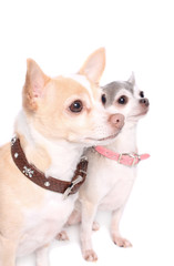 Chihuahua dog portrait