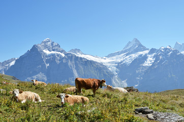 Fototapeta na wymiar Krowy na alpejskiej łące. Jungfrau, Szwajcaria
