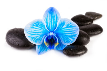 zen pebbles with blue orchid isolated on white