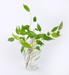 Sprouts of green ficus tree
