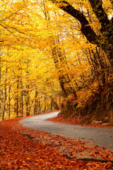 Autumn landscape with road and beautiful colored trees