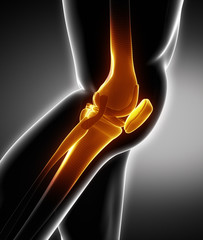 Human knee bone anatomy left lateral view - obrazy, fototapety, plakaty