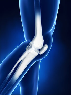 Knee bone anatomy
