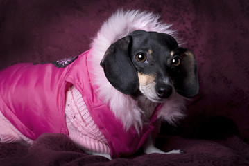 Dachshund in Pink Coat