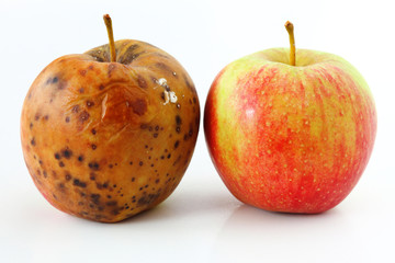 apple spoiled on white background Healthy and rotten apples
