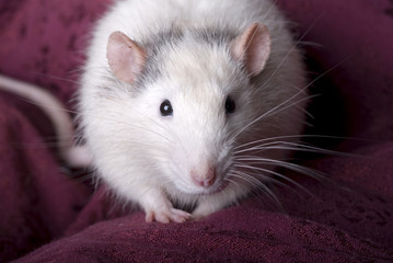 Gray and White Domestic Rat on Red