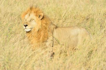 Male and female lions are mating in Africa