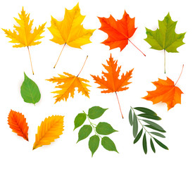 Naklejka na ściany i meble Set of colorful autumn leaves. Vector.