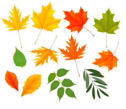 Set of colorful autumn leaves. Vector.