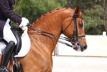 dressage horse