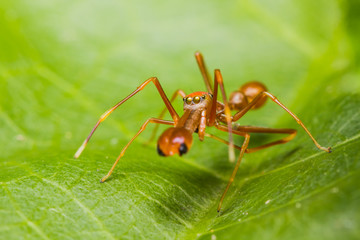 Male Myrmarachne plataleoides jumping spider