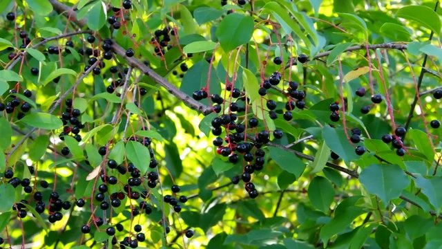 Traubenkirsche vid 01