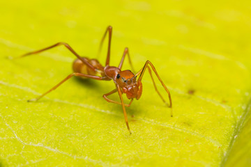 Female Myrmarachne plataleoides jumping spider