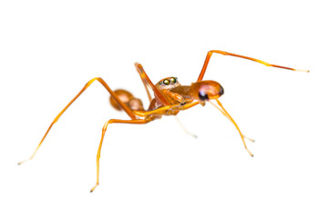 Isolated Male Myrmarachne plataleoides jumping spider