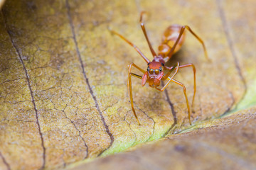 Female Myrmarachne plataleoides jumping spider