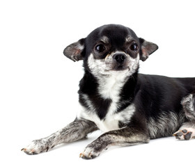 Dog ( chihuahua ) ,isolated