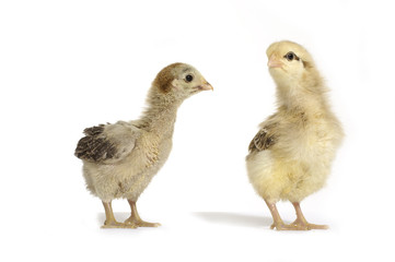 Two funny baby chicken