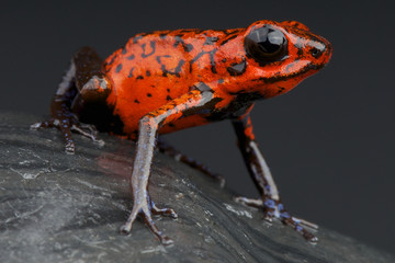 Strawberry frog / Oophaga pumilio