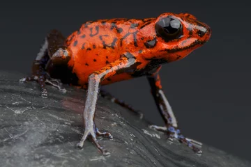 Cercles muraux Grenouille Strawberry frog / Oophaga pumilio
