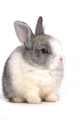 Young cute rabbit