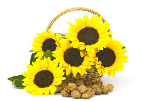 Beautiful sunflower bouquet in a basket